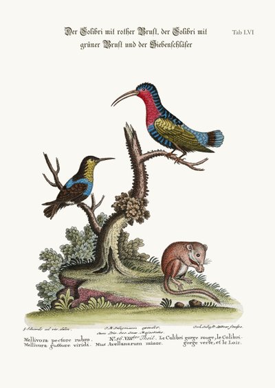 Punarintakolibri, vihreäkurkkukolibri ja makuuhiiri, 1749-73 tekijältä George Edwards