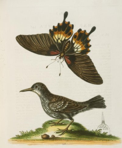 Surinamin Wallcreeper. / Surinamen seinäkiipeily tekijältä George Edwards