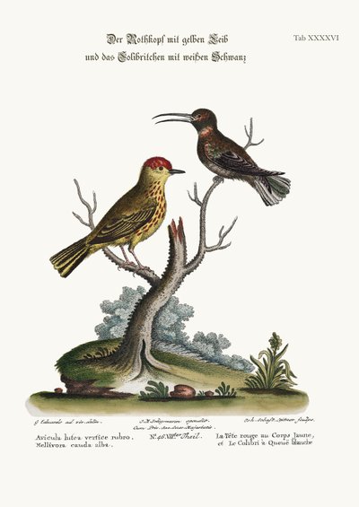 Keltainen punainen napa ja valkohäntäkolibri, 1749-73 tekijältä George Edwards