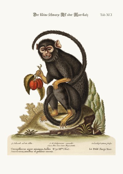 Pieni musta apina, 1749-73 tekijältä George Edwards