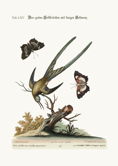 Pitkähäntäinen vihreä kolibri, 1749-73 tekijältä George Edwards