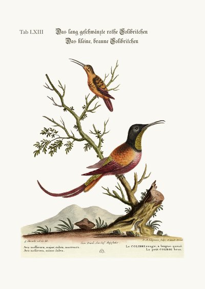 Pitkähäntäinen punainen Hummingbird. Pieni ruskea Hummingbird, 1749-73 tekijältä George Edwards