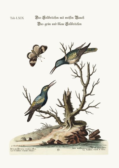Valkovatsainen Hummingbird. Vihreä ja sininen Hummingbird, 1749-73 tekijältä George Edwards
