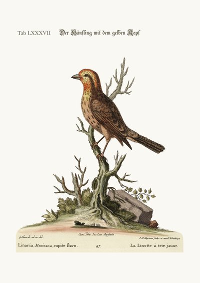 Keltapäinen Linnet, 1749-73 tekijältä George Edwards