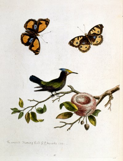 Vesivärikuvitus G Edwardsin harvinaisia lintuja käsittelevästä kirjasta 1750. George Edwards (1694-1773) oli brittiläinen luonnontieteilijä ja ornitologi. Hän matkusti laajalti Euroopassa ja tutki luonnonhistoriaa ja erityisesti lintuja. Hän saavutti jonki tekijältä George Edwards