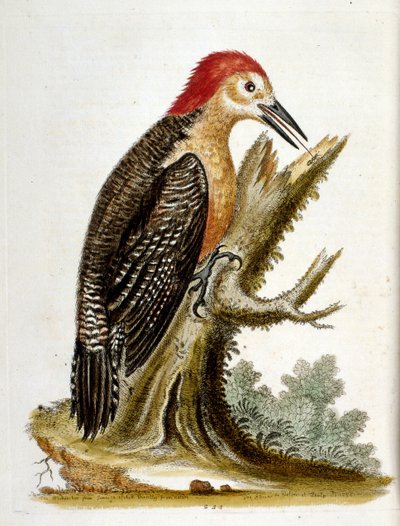 Vesivärikuvitus G Edwardsin harvinaisia lintuja käsittelevästä kirjasta vuodelta 1750. George Edwards (1694-1773) oli brittiläinen luonnontieteilijä ja ornitologi. Hän matkusti laajalti Euroopassa ja tutki luonnonhistoriaa ja erityisesti lintuja. Hän saavu tekijältä George Edwards