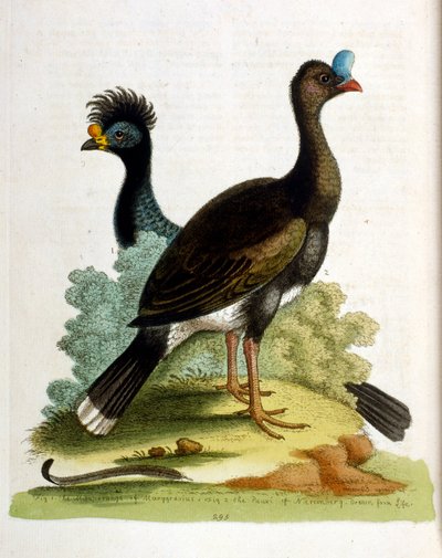 Vesivärikuvitus G Edwardsin harvinaisia lintuja käsittelevästä kirjasta 1750. George Edwards (1694-1773) oli brittiläinen luonnontieteilijä ja ornitologi. Hän matkusti laajalti Euroopassa ja tutki luonnonhistoriaa ja erityisesti lintuja. Hän saavutti jonki tekijältä George Edwards