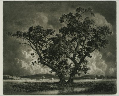 Old Cottonwoods, Colorado tekijältä George Elbert Burr
