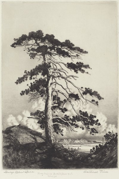 Sentinel Pine tekijältä George Elbert Burr