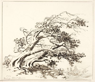 Luonnos kohteelle Pines in Wind, Estes Park tekijältä George Elbert Burr