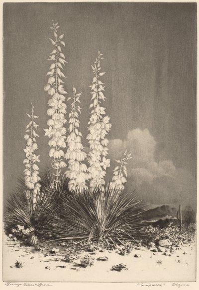 Soapweed, Arizona (nro 2) tekijältä George Elbert Burr