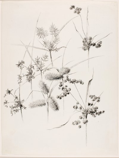 Otsikoimaton (ruohoja) tekijältä George Elbert Burr