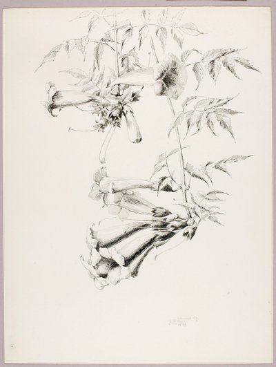 Nimetön (trumpettiviiniköynnös) tekijältä George Elbert Burr