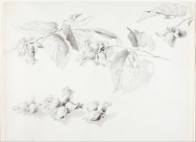 Nimetön (villi hasselpähkinä, Corylus Americana) tekijältä George Elbert Burr