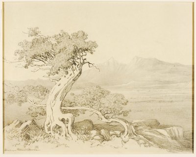 Untitled (siirtopiirustus Old Cedars and Spanish Peaks -teoksesta) tekijältä George Elbert Burr