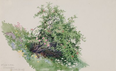 Wild Rose, Wassen tekijältä George Elbert Burr