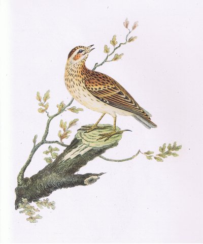 Woodlark, Nature in Britain julkaisija Collins tekijältä George Graves