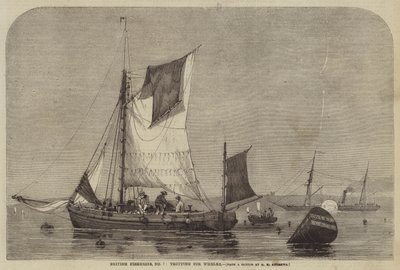 British Fisheries, nro 7, ravi Whelksille tekijältä George Henry Andrews