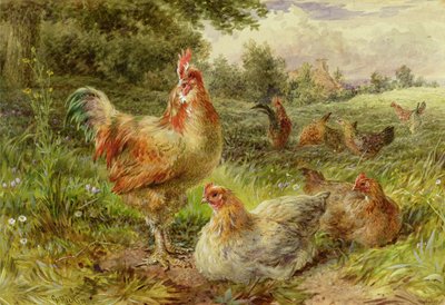 Cochin Kiinan linnut tekijältä George Hickin