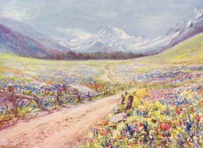 Salvia-, Lychnis- ym. heinäkuisia niittyjä Val Ferretissä, juuri ennen Praz de Fortin kylään saapumista (värilitrokuvaus). tekijältä George Jackson Flemwell