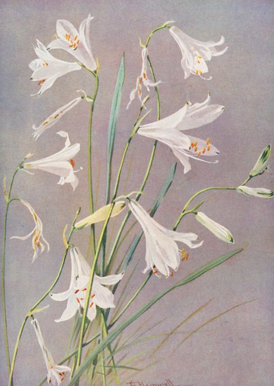 Paradisia Liliastrum, paratiisililja tai Pyhän Brunon lilja (värilitro). tekijältä George Jackson Flemwell