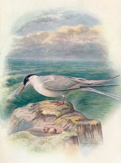 Napitiira - Sterna macrura, c1910, 1910 tekijältä George James Rankin