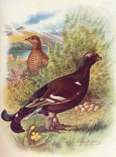 Mustakukko tai teeri - Tetrao tetrix, c1910, 1910 tekijältä George James Rankin