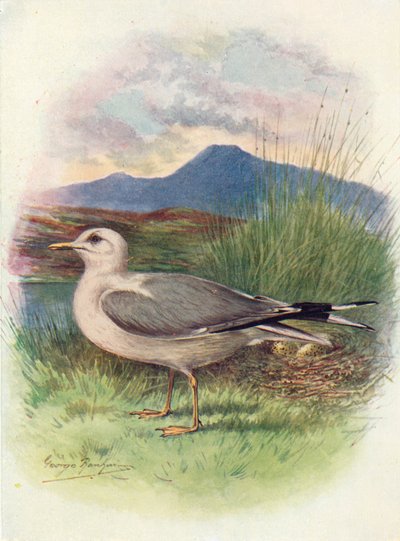 Lokki - Larus canus, c1910, 1910 tekijältä George James Rankin