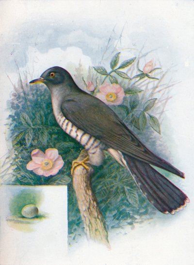 Käki - Cuculus canorus, c1910, 1910 tekijältä George James Rankin