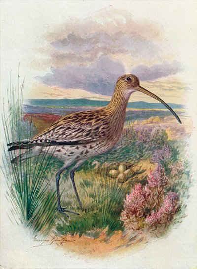 Curlew - Numenius arquata, c1910, 1910 tekijältä George James Rankin