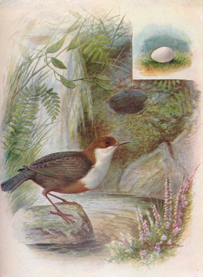 Otava tai vesi-ousel - Cinclus aquaticus, c1910, 1910 tekijältä George James Rankin