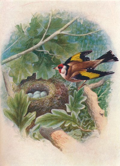 Kultasipso - Carduelis elegans, 1910, 1910 tekijältä George James Rankin