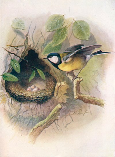 Talitiainen - Parus major, c1910, 1910 tekijältä George James Rankin