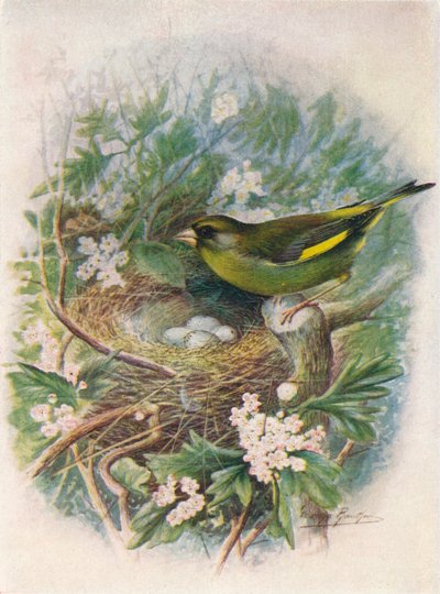 Viherpeippo - Ligurinus chloris, c1910, 1910 tekijältä George James Rankin