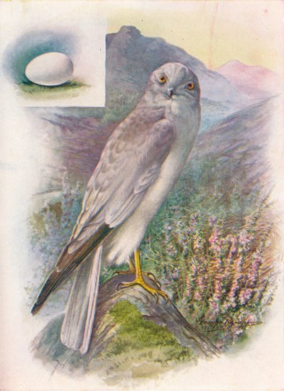 Hen-Harrier - Circus cyaneus, c1910, 1910 tekijältä George James Rankin