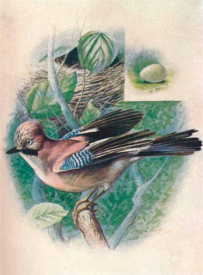Jay-Garrulus glandarius, 1910, 1910 tekijältä George James Rankin