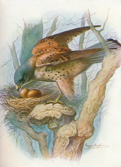 Kestrel - falco tinnunculus, c1910, 1910 tekijältä George James Rankin