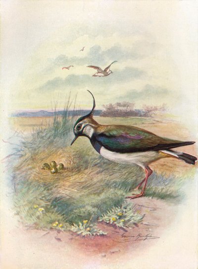 Lapwing tai Peewit - Vnellus vulgaris, c1910, 1910 tekijältä George James Rankin