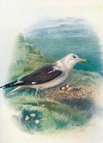 Pieni mustaselkälokki - Larus fuscus, c1910, 1910 tekijältä George James Rankin