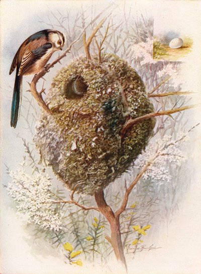 Pitkähäntätiainen - Acredula caudata, c1910, 1910 tekijältä George James Rankin