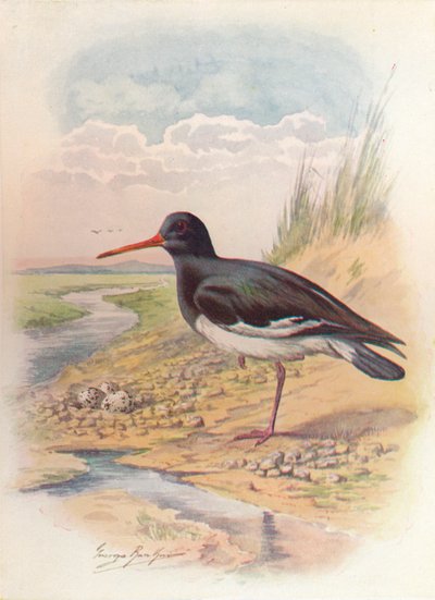 osterinsieppaaja - Haematopus ostralegus, c1910, 1910 tekijältä George James Rankin