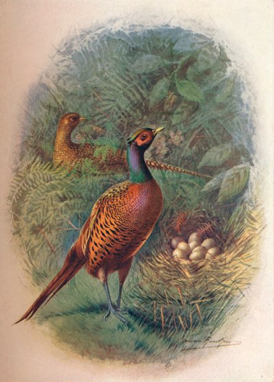 Fasaani - Phasianus colchicus, c1910, 1910 tekijältä George James Rankin