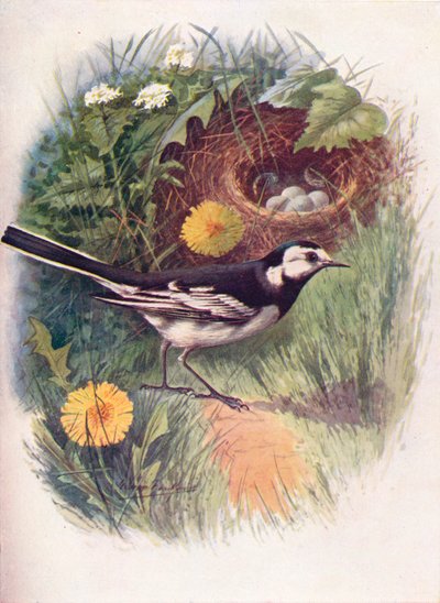 Pied wagtail - Motacilla lugubris, c1910, 1910 tekijältä George James Rankin