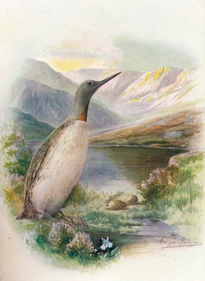 Punakurkkusukellus - Colymbus septentrionalis, c1910, 1910 tekijältä George James Rankin