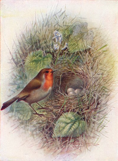 Redbreast tai Robin - Erithacus rubecula, c1910, 1910 tekijältä George James Rankin