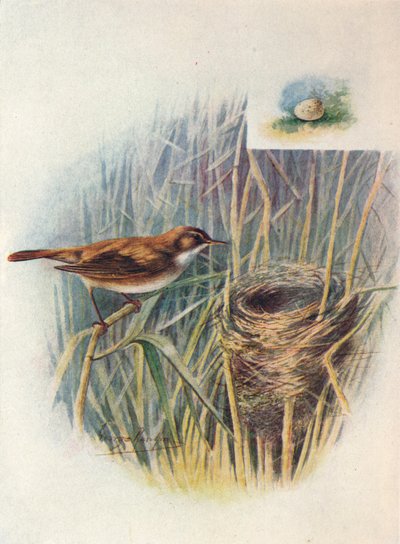 Ruokokirkko - Acrocephalus streperus, c1910, 1910 tekijältä George James Rankin