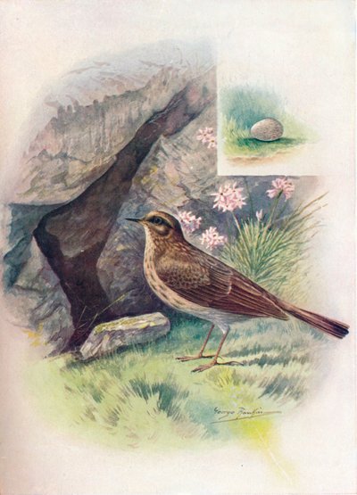 Rock-Pipit - Anthus obscurus, c1910, 1910 tekijältä George James Rankin