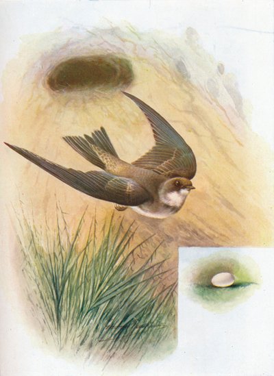 Sand-Martin - Cotile Riparia, c1910, 1910 tekijältä George James Rankin