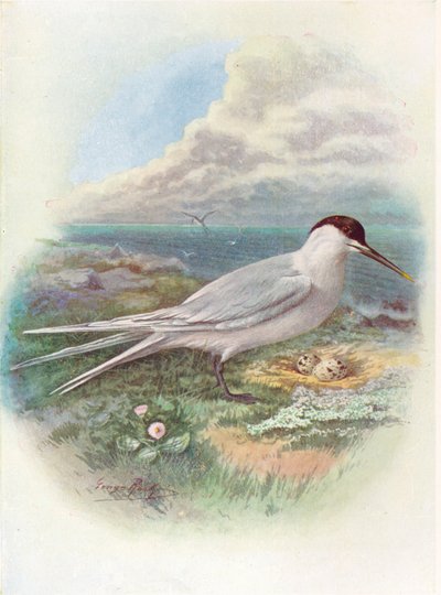 Voileipätiira - Sterna cantiaca, c1910, 1910 tekijältä George James Rankin