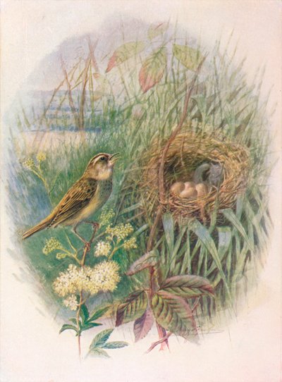 Sari - Acrocephalus phragmitis, c1910, 1910 tekijältä George James Rankin